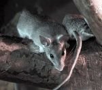 fumigacion contra ratas y ratones monterrey